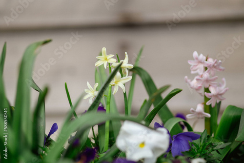 spring crocus flowers