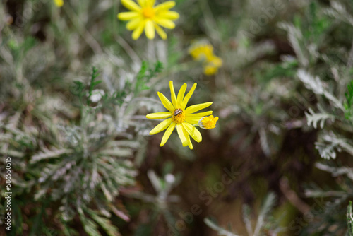 yellow dandelions on a meadow