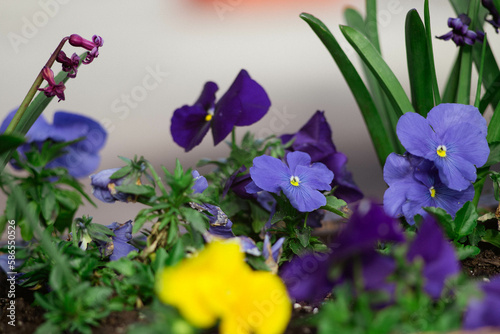 spring flowers in the garden