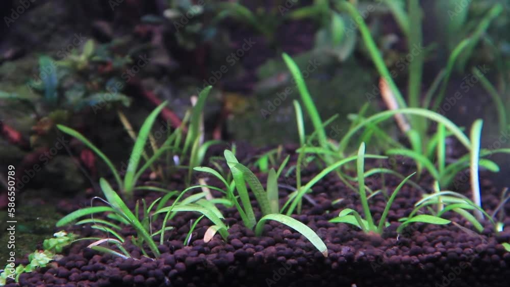Underwater sagittaria subulata green grass blown by water current. grass in the ground Underwater sagittaria subulata green grass blown by water current. grass in the ground