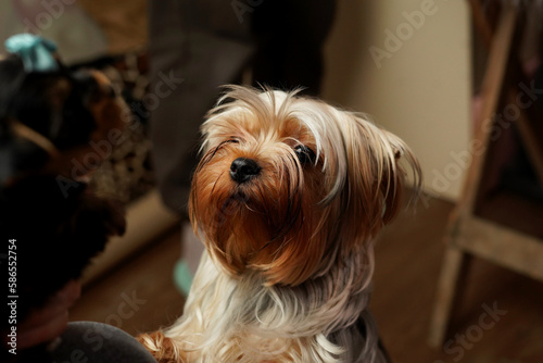 Close-up of emotional Yorkshire Terrier Looking at its Owner. Yorkshire terrier's face close-up