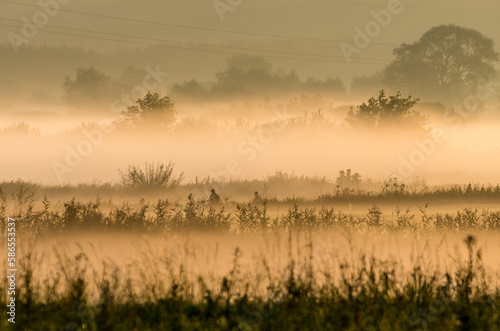 Sunrise at the Narew Valley, Poland