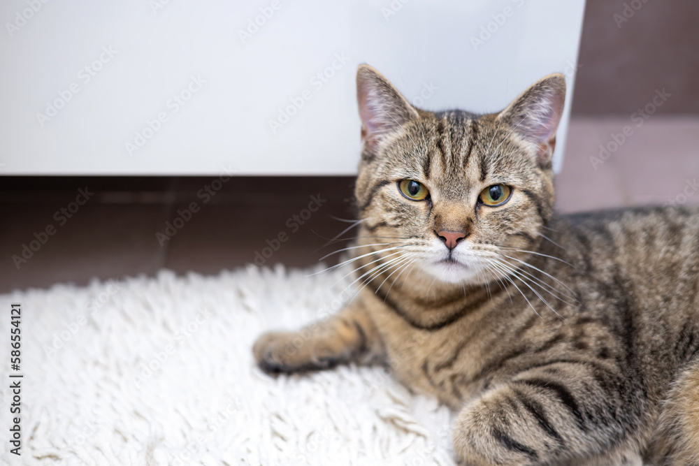 tabby cat in bathroom next to litter with silica gel crystals or beside shower curtain.kitty is resting, relax on carpet after she did in cat litter.domestic pet love and care portrait