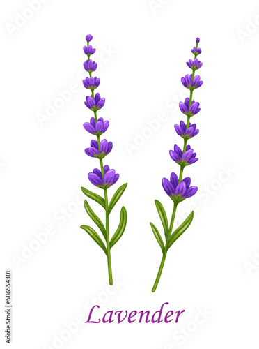 Lavender flower  isolated vector garden plant branch with violet blossoms and green leaves on stem. Cartoon lavandula aromatic herb for perfume and cosmetics  provence