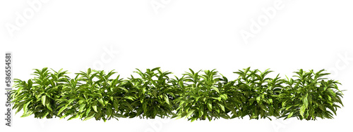 Obraz na plátně Greenery tropics shrubs row cutout 3d render png file