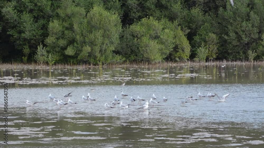 black-headed gulls landing in the shallow waters black-headed gulls landing in the shallow waters