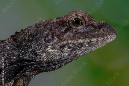 The frilled lizard (Chlamydosaurus kingii), also known as the frillneck lizard, frill-necked lizard or frilled dragon photo