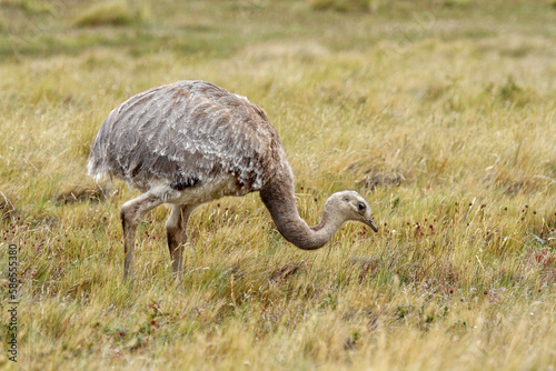 Darwin's Rhea (Pterocnemia pennata), Seno Otway, Chile, South America photo