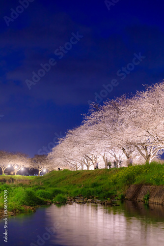                                                                         Illuminated rows of cherry blossom trees along the Kusaba River. Fukuoka Pref  Chikuzen town.   