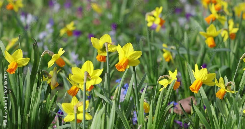 Field of yellow daffodils - narcissus flowers (narcissus pseudonarcissus) waving on the wind in a park. Blooming daffodils in spring. 4k video Field of yellow daffodils - narcissus flowers (narcissus pseudonarcissus) waving on the wind in a park. Blooming daffodils in spring. 4k video