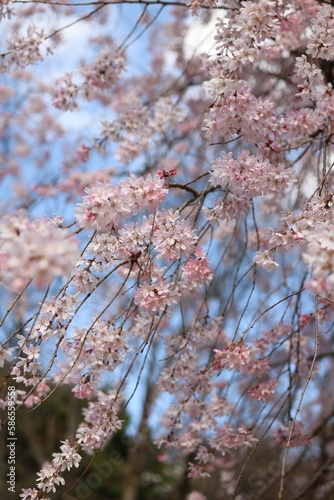 桜咲く
