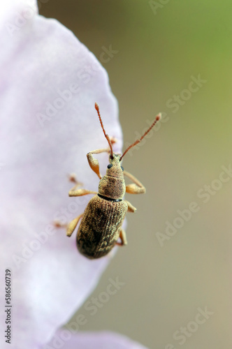 Very small weevil with a body length of about 4 to 5 mm (Lepidepistomodes griseoides), hanging on the plae violet Rhododendron flower petal. Close up nature macro photograh. photo