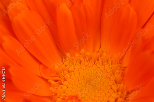 Vibrant orange red flower core of calendula officinalis. Texture macro photograph.
