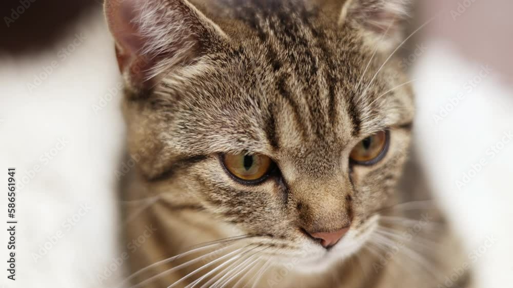 portrait of adorable beautiful tabby cat kitty female domestic pet sitting in bathroom looking up or in front close up animal muzzle and eyes.playful kitten stripes pattern on body.sleapy pet closing portrait of adorable beautiful tabby cat kitty female domestic pet sitting in bathroom looking up or in front close up animal muzzle and eyes.playful kitten stripes pattern on body.sleapy pet closing