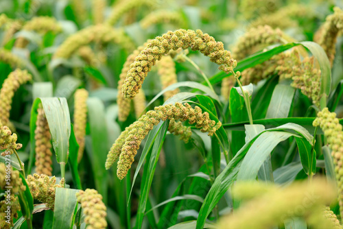 foxtail millet in the field
