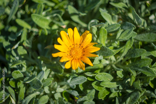 Directly above shot of yellow Gazania linearis (Striped Treasure flower)