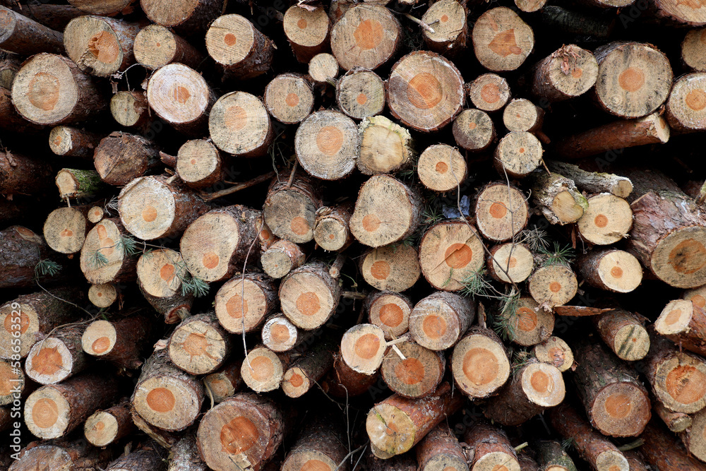Stacked logs Stacked logs