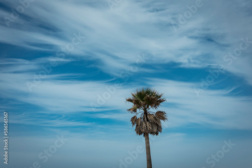 Dry palm tree against bright sky, drawn with clouds. Espinho, Portugal