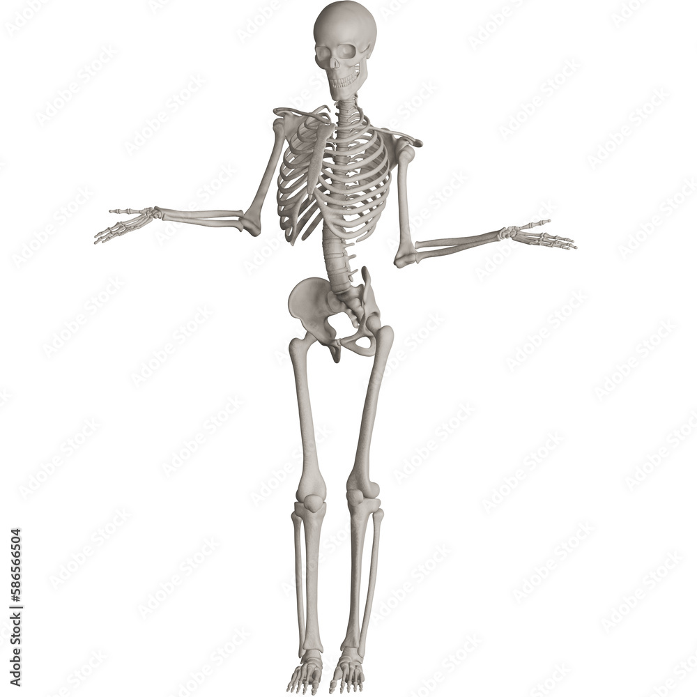 skeleton posing 3d render illustration with transparent background skeleton posing 3d render illustration with transparent background