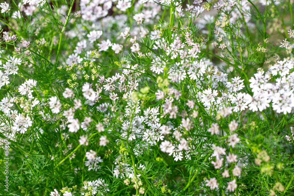 Flowering coriander bushes in the garden. White flowers of fragrant seasoning