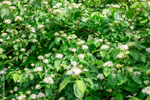 delicate fragrant white flowers on an ornamental black elderberry bush in a rustic garden. Landscaping