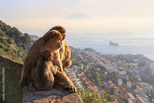A family of Gibraltar barbary macaques with a baby monkey sit on a hill and look towards the sea and town at sunset. Seascape. Gibraltar.