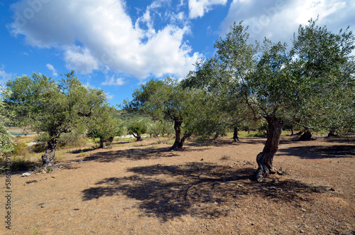 Greece, Crete, Olive Trees