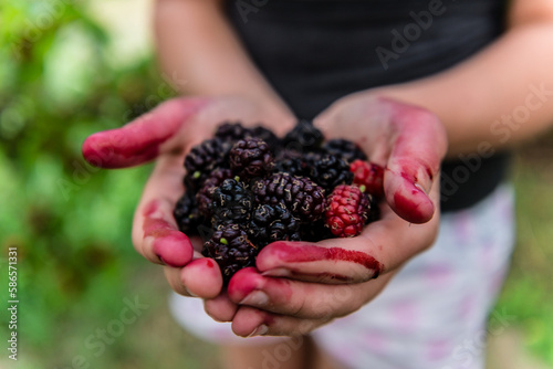 stained hands holding mulberries photo