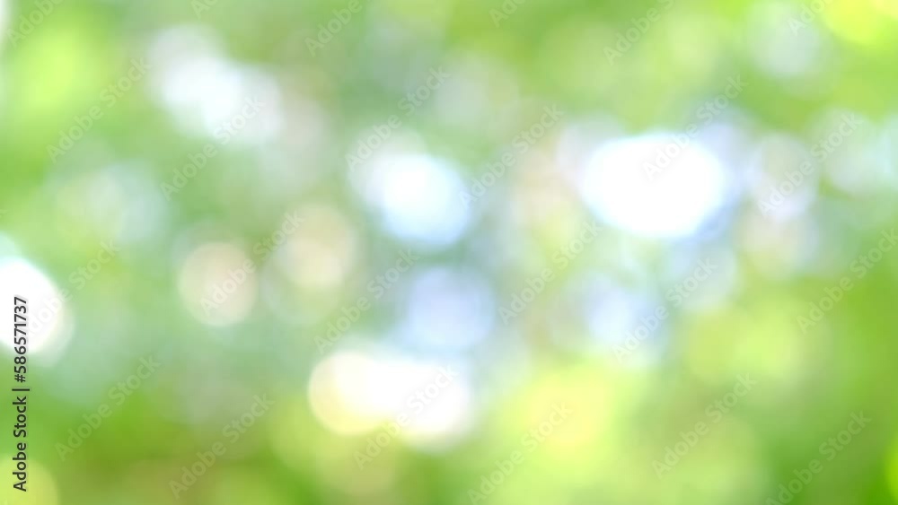 abstract background banner, green natural blurred bokeh lights, juicy green oak foliage flutter in wind, summertime season, good weather, natural, environmental concept abstract background banner, green natural blurred bokeh lights, juicy green oak foliage flutter in wind, summertime season, good weather, natural, environmental concept