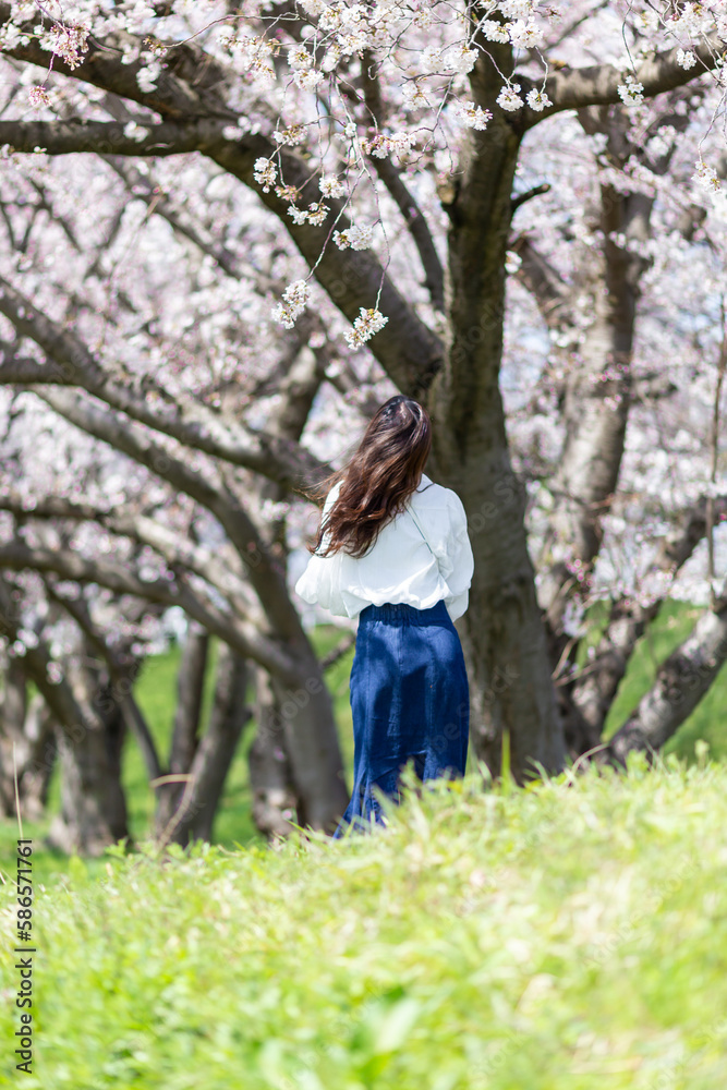 桜と若い女性の後ろ姿 桜と若い女性の後ろ姿