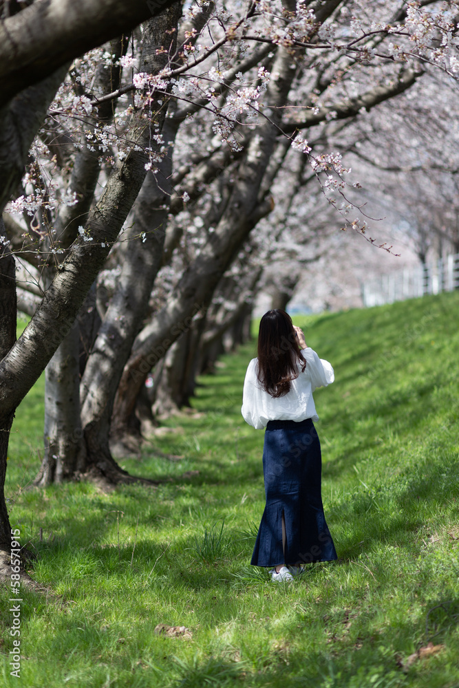 桜と若い女性の後ろ姿 桜と若い女性の後ろ姿