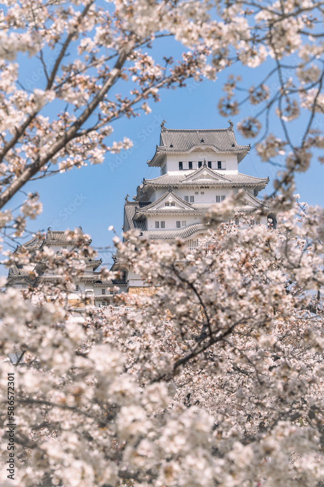 城と桜 城と桜