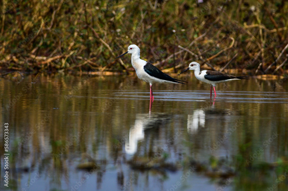 Black-winged Stilt, Himantopus himantopus. Black-winged Stilt, Himantopus himantopus.