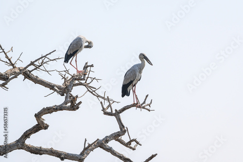 Openbill stork bird