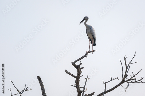 Openbill stork bird