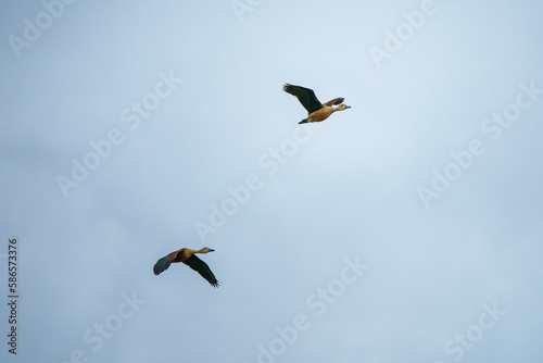 Lesser Whistling Duck.