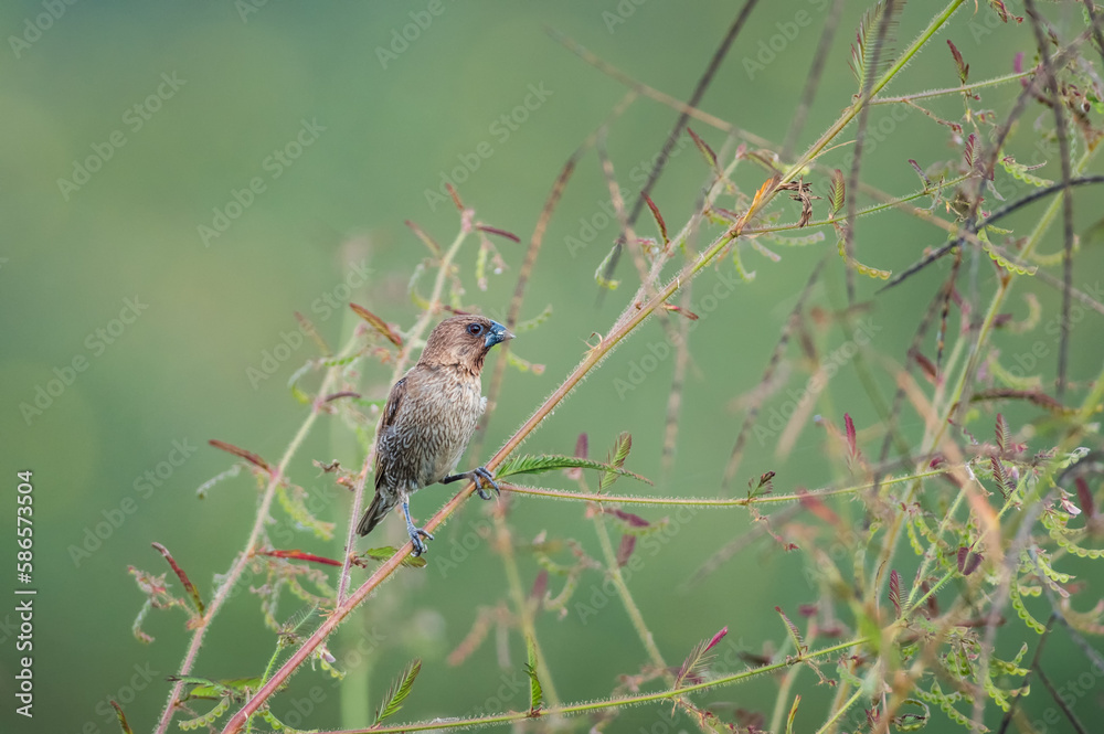 Scaly-breasted Munia, Lonchura punctulata Scaly-breasted Munia, Lonchura punctulata