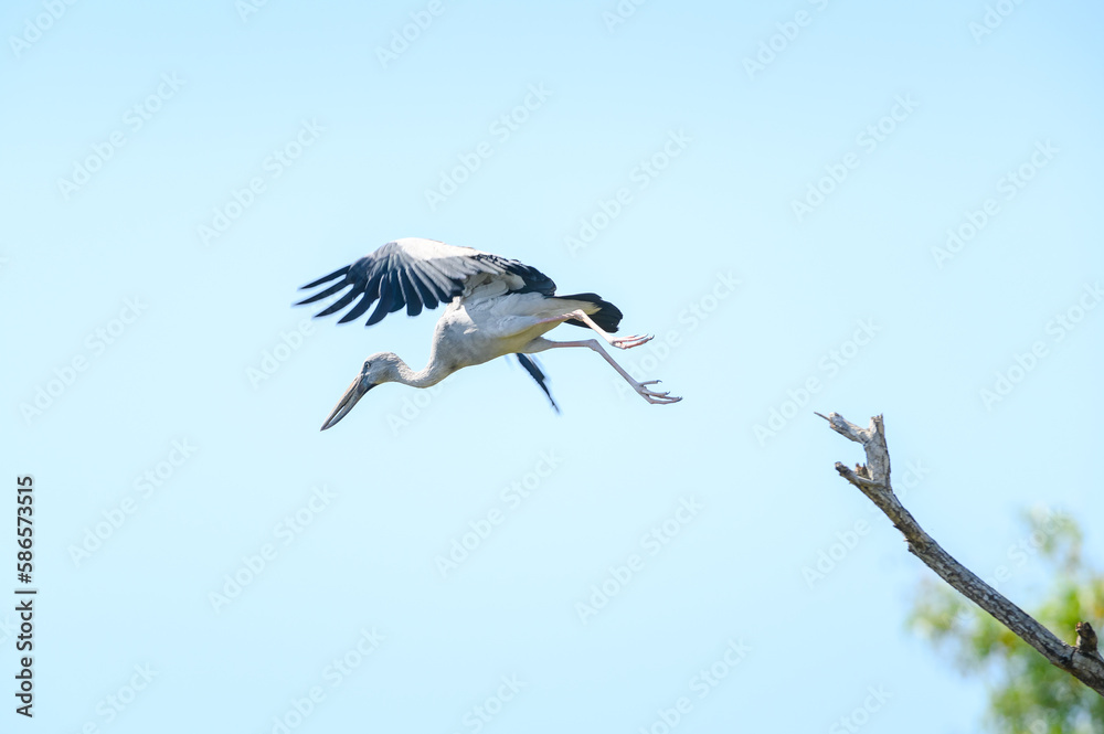 Fototapeta premium Openbill stork bird