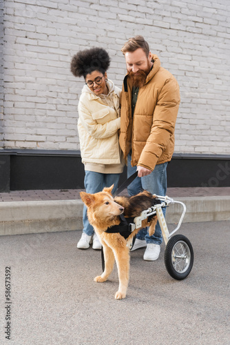 Smiling multiethnic couple looking at disabled dog in wheelchair on urban street. © LIGHTFIELD STUDIOS