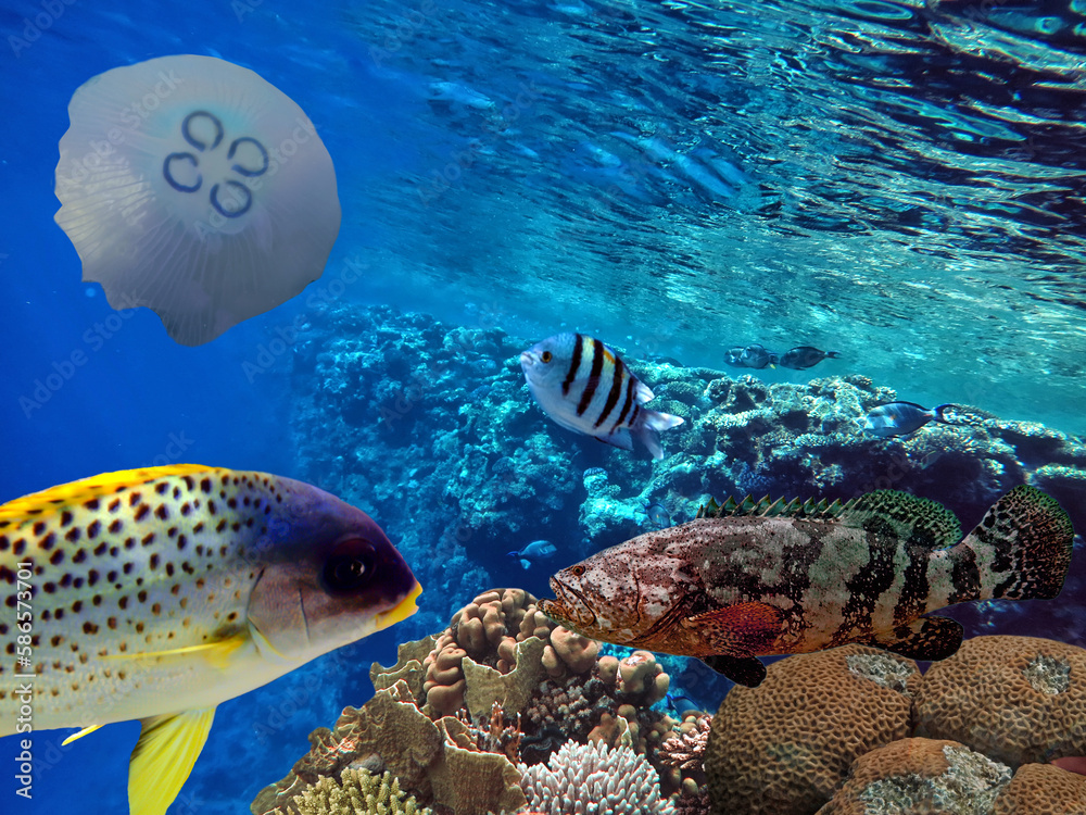 Coral reef underwater with shoal tropical fish and marine life Coral reef underwater with shoal tropical fish and marine life