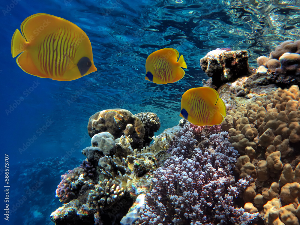 Naklejka premium Coral reef underwater with shoal tropical fish and marine life