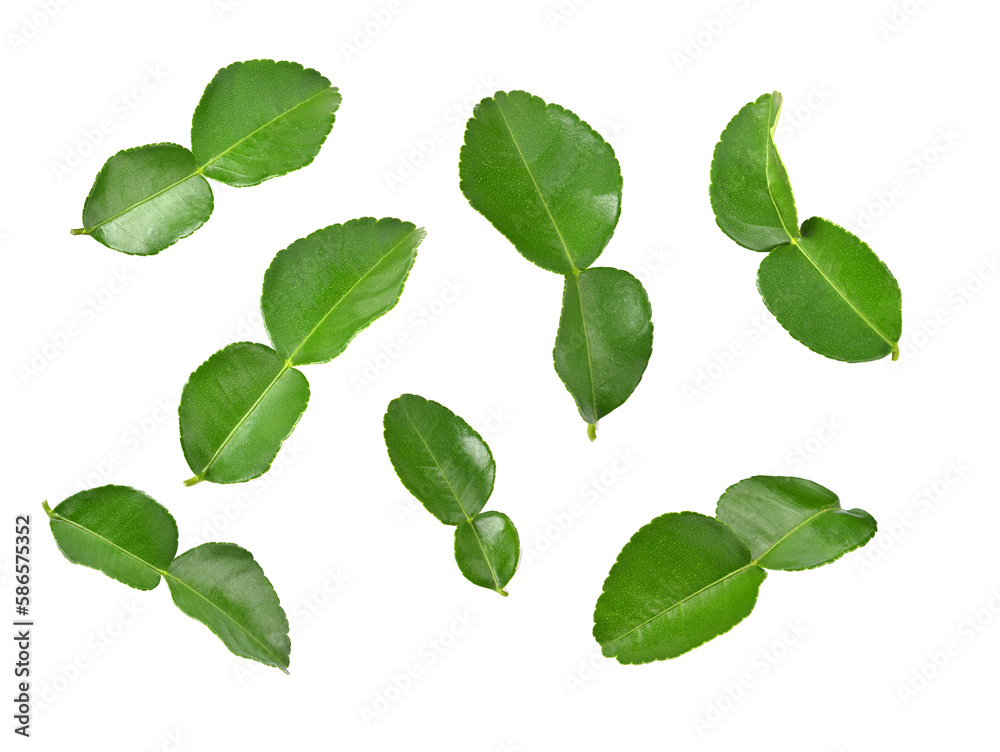 Bergamot leaves on transparent png. Bergamot leaves on transparent png.
