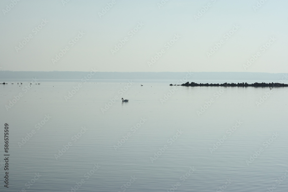 swans on the lake swans on the lake