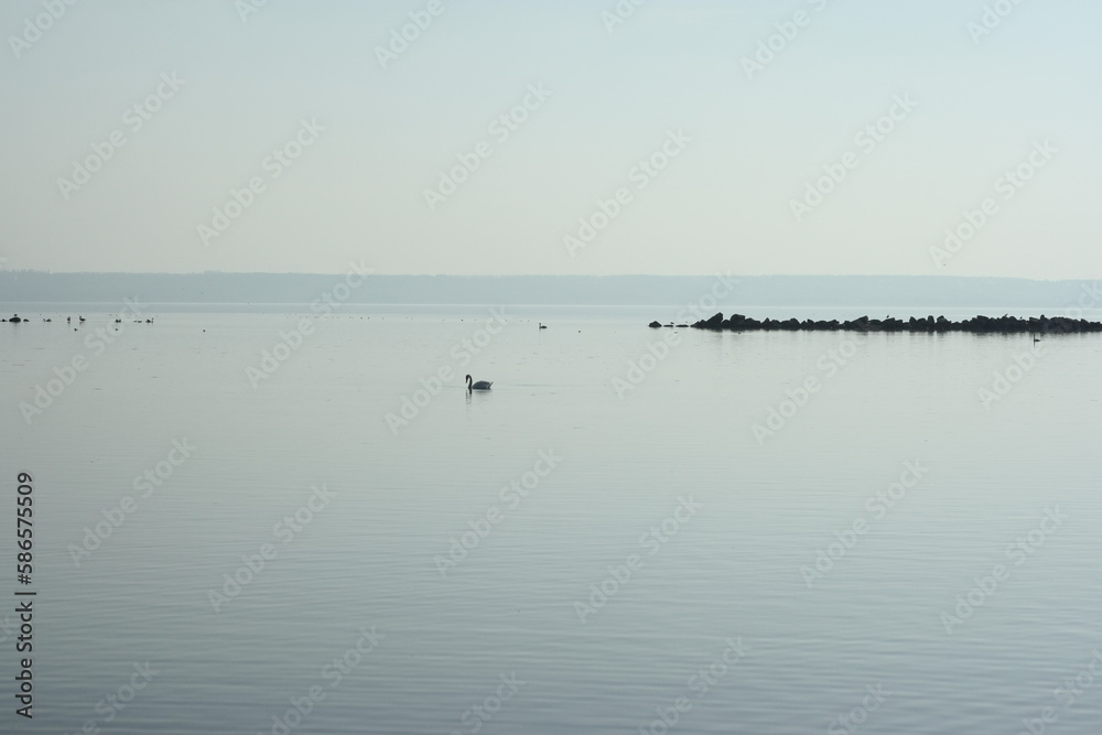 swans on the lake