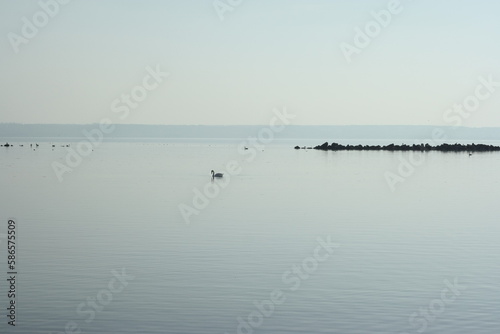 swans on the lake