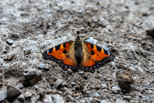 Aglais urticae