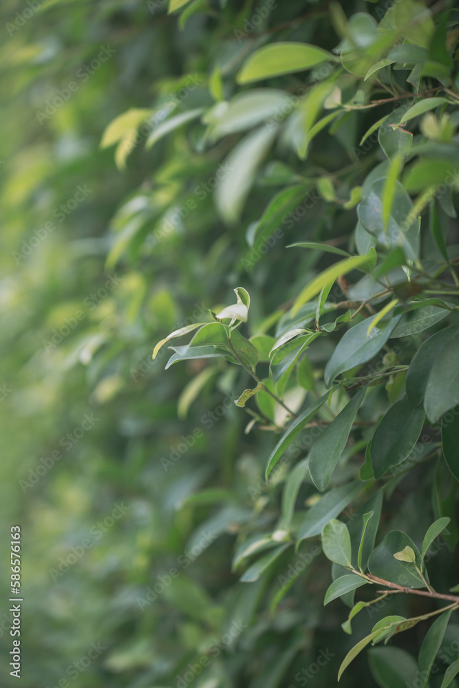 magnolia compressa with bokeh green background