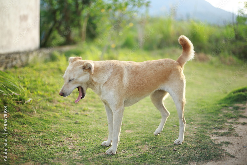 Pawsitively Precious A Gallery of Lovable cute lazy little Dogs under the evening sky Pawsitively Precious A Gallery of Lovable cute lazy little Dogs under the evening sky