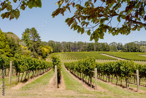 vineyard in Orange, NSW, Australia photo