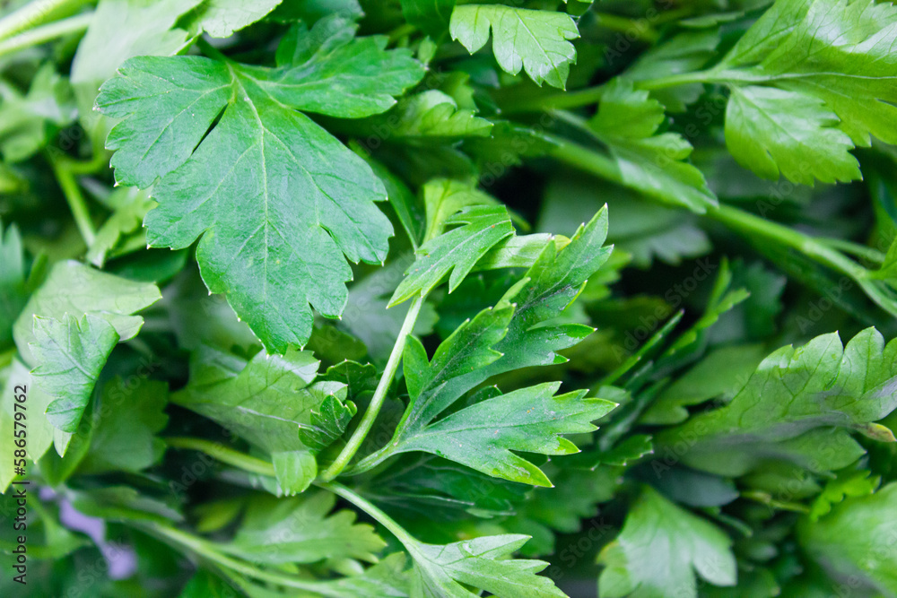 Natural parsley close-up on a white background. Green spice fresh parsley. Natural parsley close-up on a white background. Green spice fresh parsley.